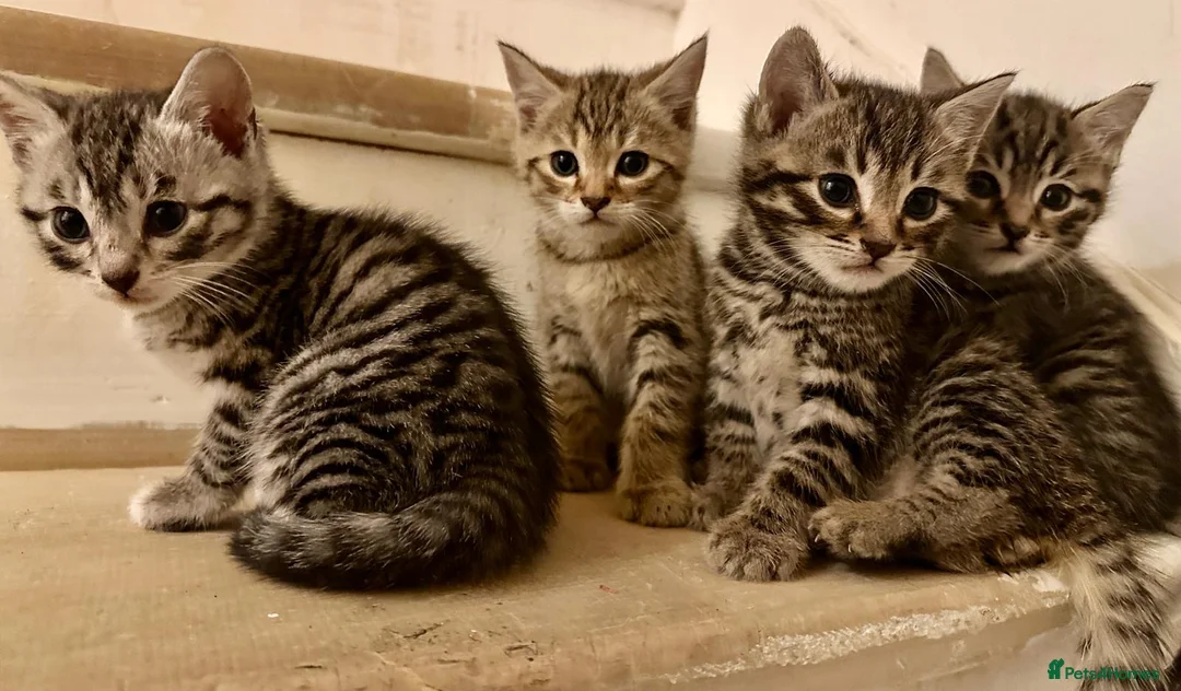 Bengal cats for sale: 4 bengal mix kittens  in London - Advert 2
