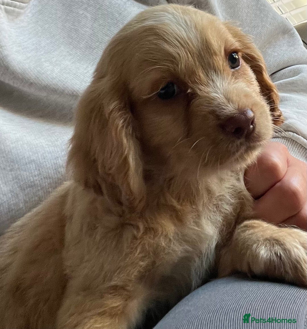 Cocker Spaniel dogs for sale: Cocker spaniel pups 🐾 - Image 4