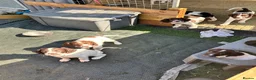 English Springer Spaniel dogs for sale: Beautiful springer spaniel puppies  - Advert 1