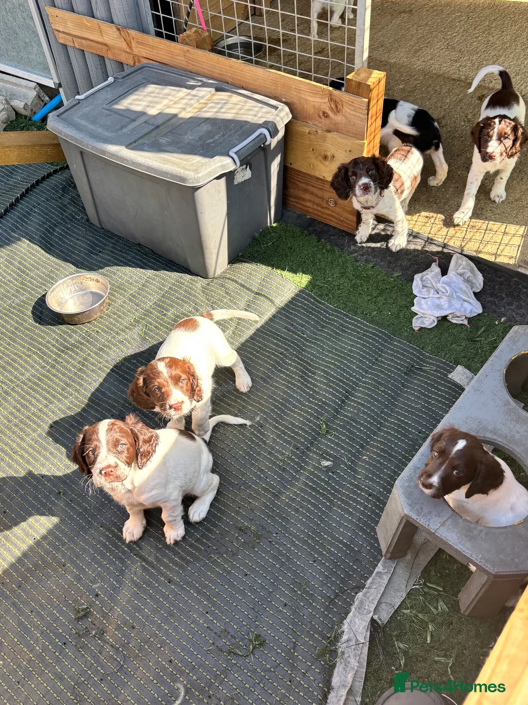 English Springer Spaniel dogs for sale: Beautiful springer spaniel puppies  - Advert 1