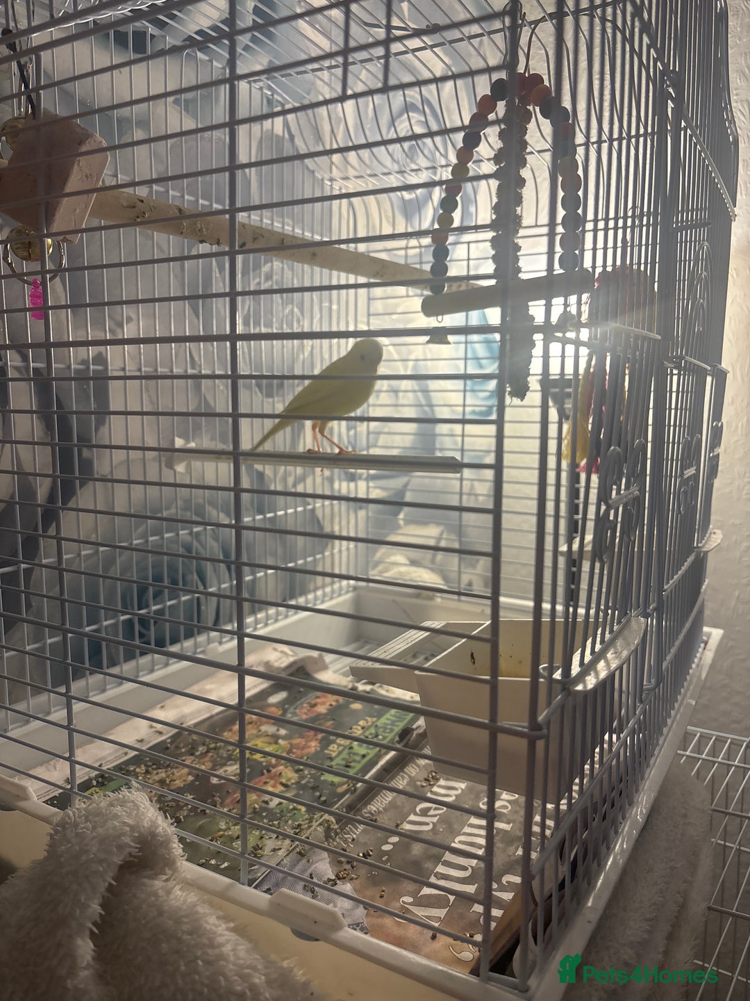 Canaries birds for sale: Female canarie  - Advert 2