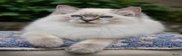 Ragdoll cats for sale: Stunning TICA-Registered Ragdoll Boys Ready Now  - Advert 4