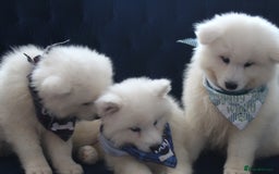 Samoyed dogs for sale: Samoyed puppies looking for the new loving  home - Image 28