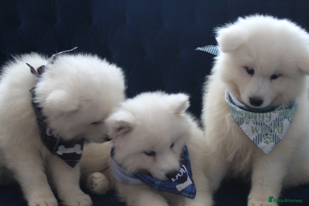 Samoyed dogs for sale: Samoyed puppies looking for the new loving  home - Image 28