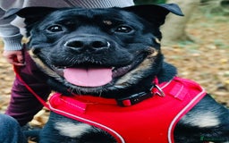 Rottweiler dogs for stud: Rottweiler cross for stud - Image 1