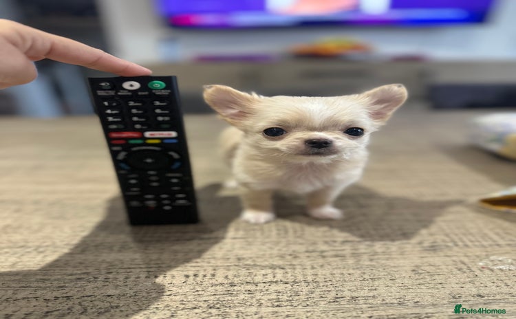 Chihuahua dogs - Advert 6