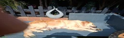 Golden Retriever dogs for sale: Stunning Golden Retriever Puppies  - Advert 8
