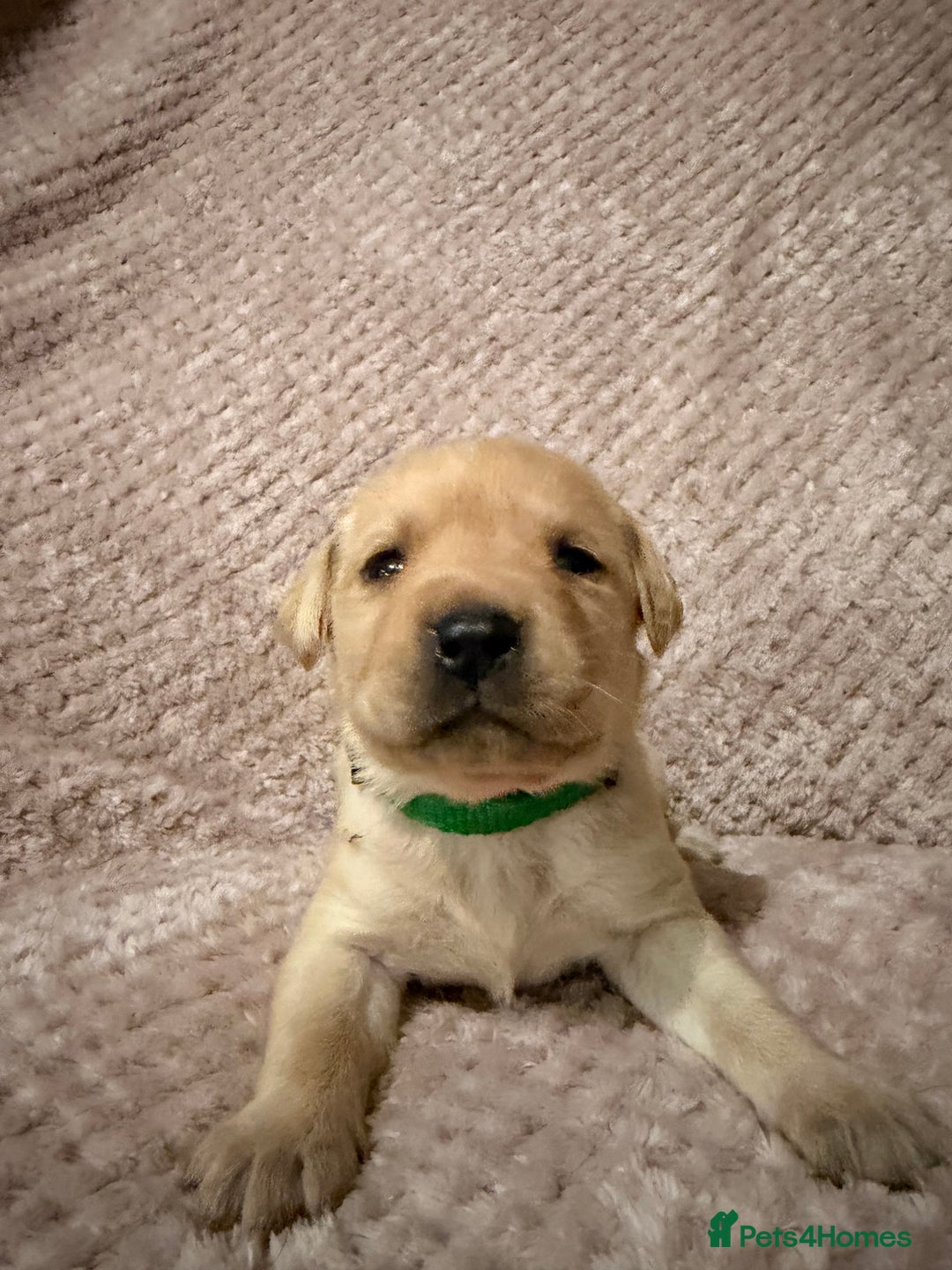 Labrador Retriever dogs for sale: Labrador Puppies for sale - Advert 3