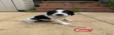 English Springer Spaniel 9