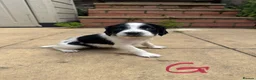English Springer Spaniel dogs for sale: Beautiful English Springer Spaniel Puppies - Advert 11