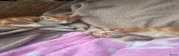British Shorthair cats for sale: 3kittens white ginger - Advert 3