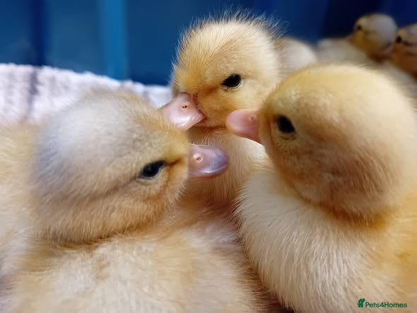 Ducks poultry for sale: Miniature Apricot Call Ducklings Available - Advert 1