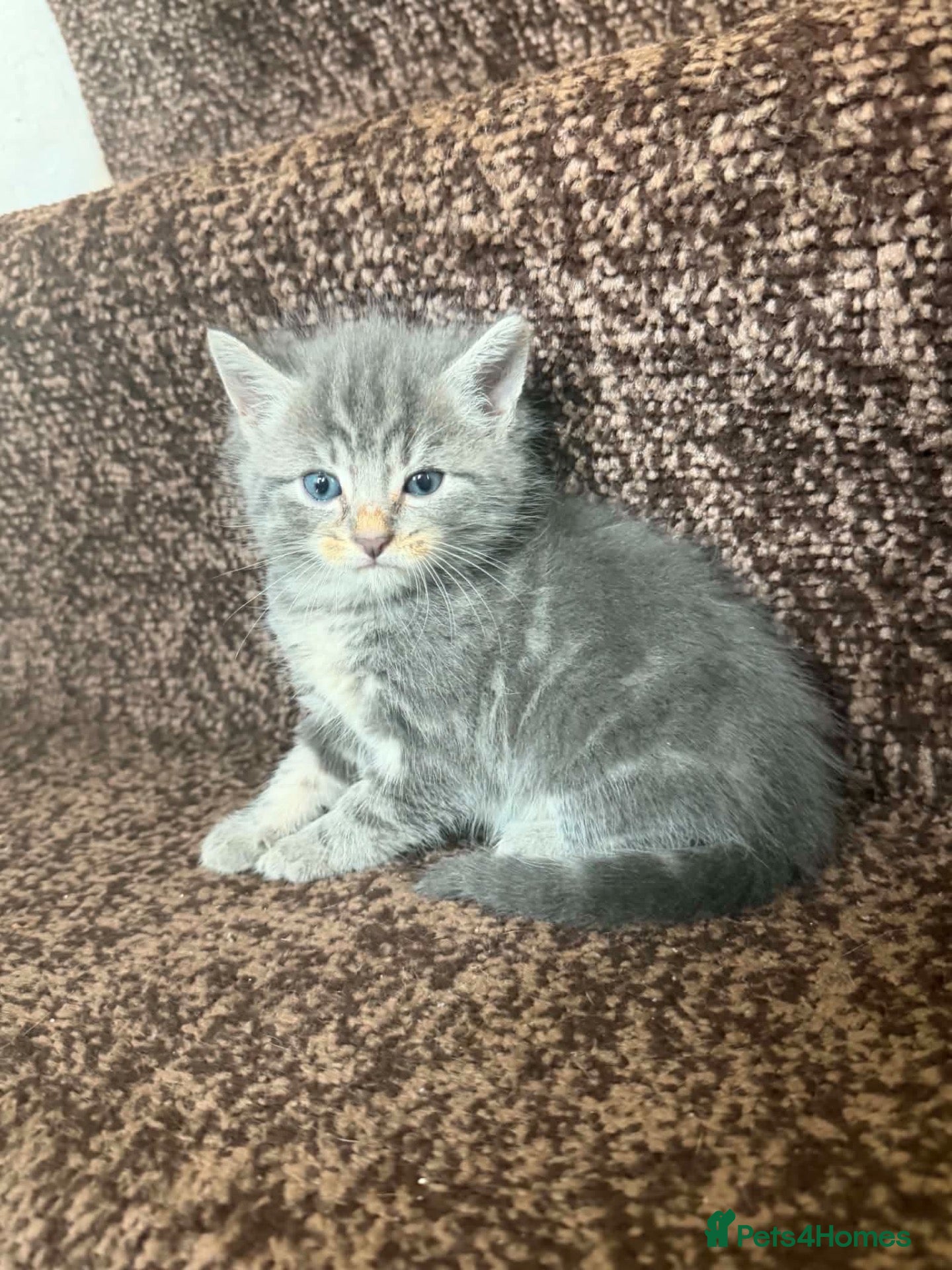 Mixed Breed cats Kittens for sale bradford - Advert 6