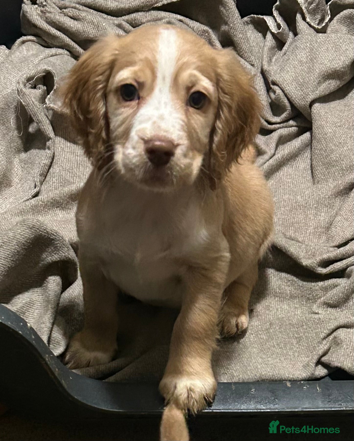 Cocker Spaniel dogs Health Tested KC Registered Working Cocker Spaniel - Advert 2