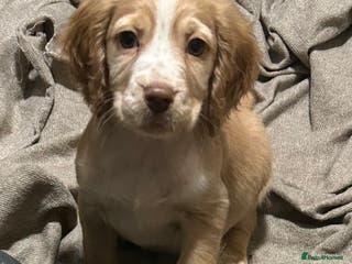 Cocker Spaniel dogs Health Tested KC Registered Working Cocker Spaniel - Advert 8