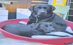 Labrador Retriever dogs for sale: 2 beautiful male black labradors for sale.  - Advert 4