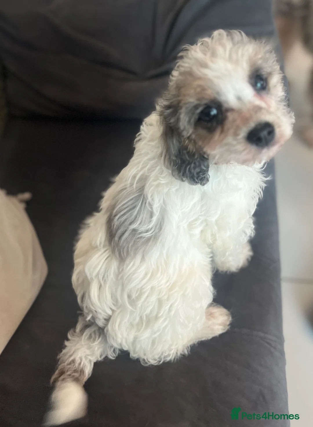 Cavapoo dogs for sale: Rare Merle female puppy - Advert 3