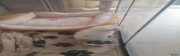 Mixed Breed cats for sale: 3 Gorgeous Little Fluffy Boys - Advert 14