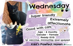 Domestic Shorthair cats for sale: Kittens and cats for adoption.  - Image 7