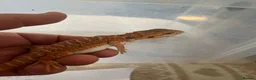 Bearded Dragon reptiles for sale: Red hypo baby bearded dragons  - Advert 13