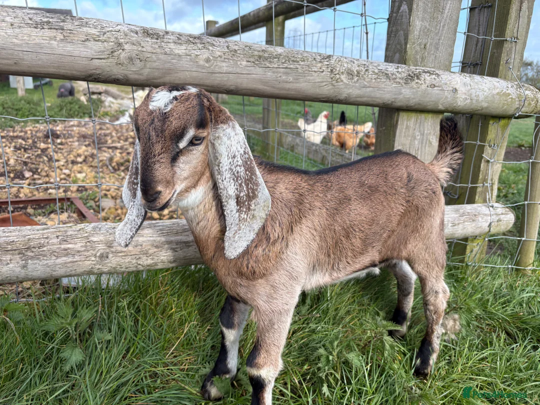 Goats livestock for sale: 2 Male Pedigree Anglo Nubian kids  in Sheffield - Advert 2