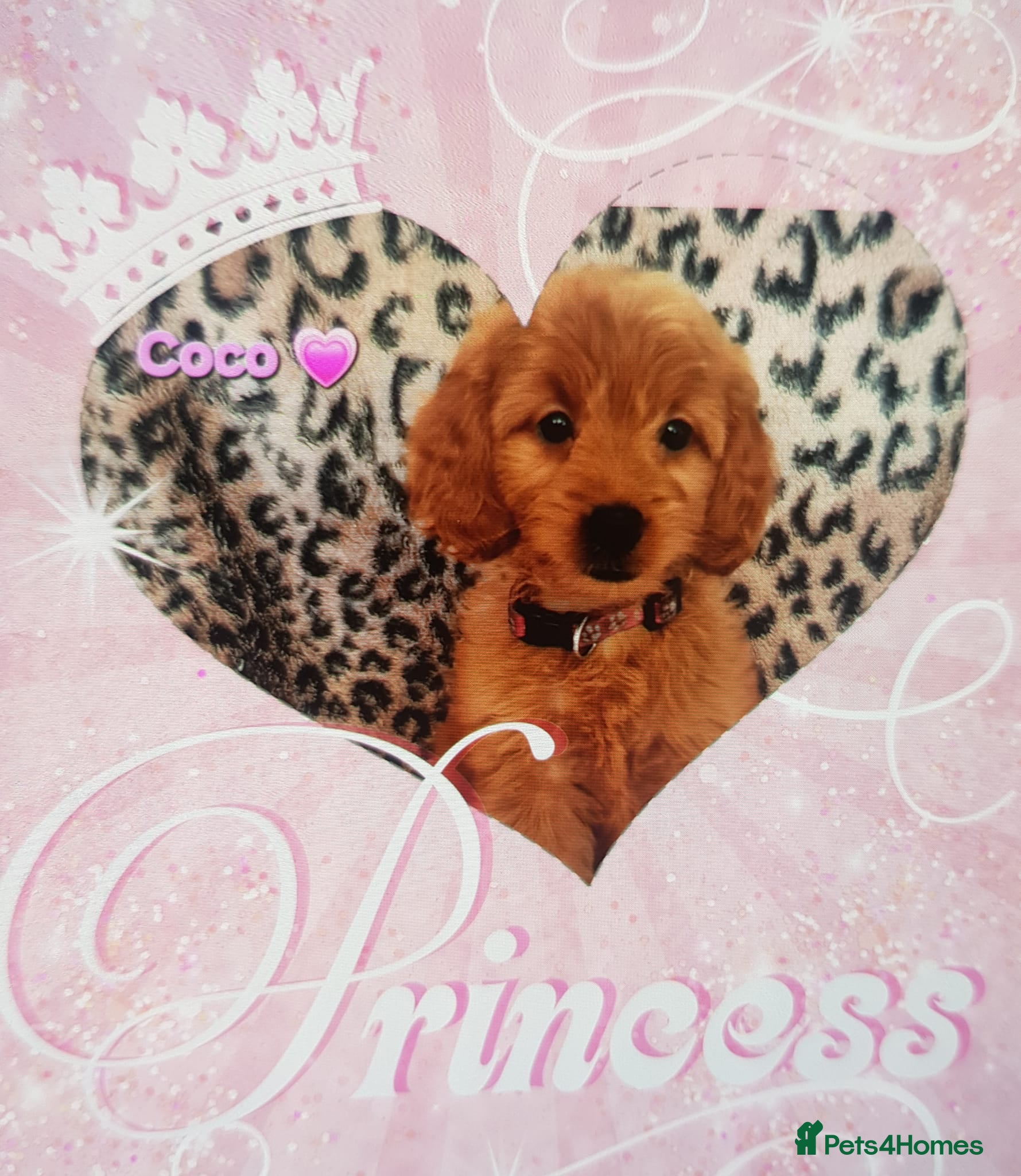Cavapoo dogs F1B CAVAPOO PUPPIES EXTENSIVELY DNA HEALTH TESTED  - Advert 1