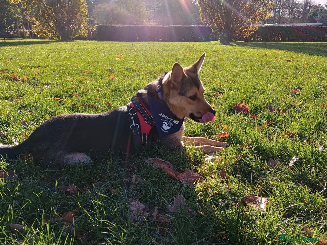 Mixed Breed dogs for adoption: Efa 🐾 would love a doggy sibling - Advert 18