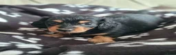 Miniature Dachshund dogs for sale: Last beautiful long haired fur baby - Advert 5