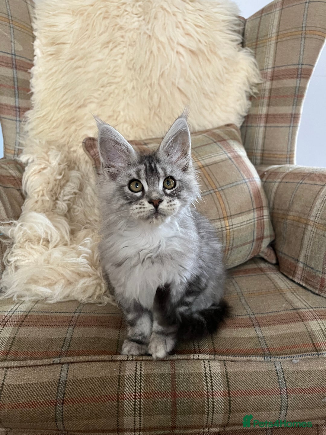 Maine Coon cats for sale: ⭐️Beautiful Maine Coon Kittens⭐️ - Image 21