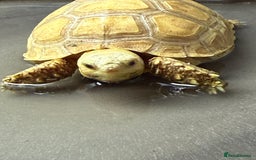 Tortoise reptiles for sale: Sulcata Ivory Tortoise  CB 2024 - Image 1