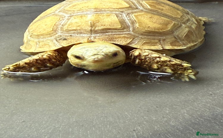 Tortoise reptiles - Advert 12