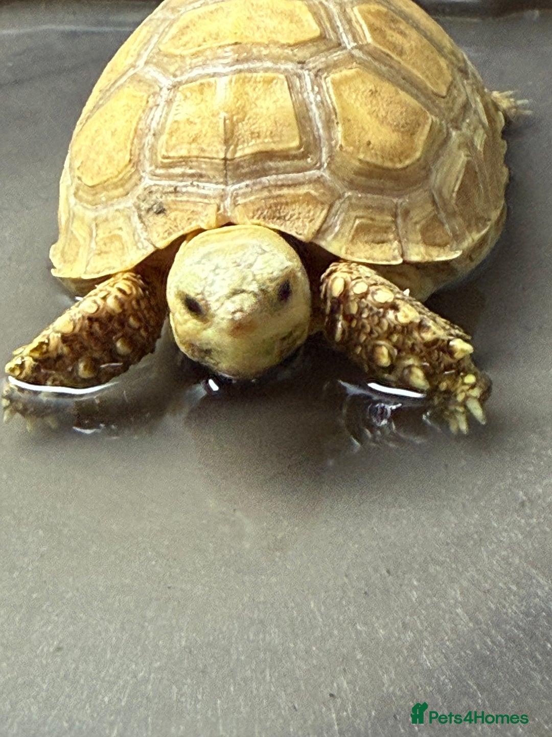 Tortoise reptiles for sale: Sulcata Ivory Tortoise  CB 2024 - Image 1