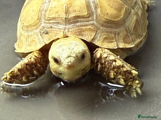 Tortoise reptiles - Advert 20