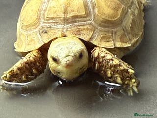 Tortoise reptiles Sulcata Ivory Tortoise CB 2024 - Advert 1