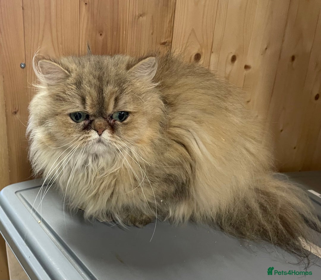 Persian cats for sale: Persian Chinchilla Girl for sale (REGISTERED) - Image 5