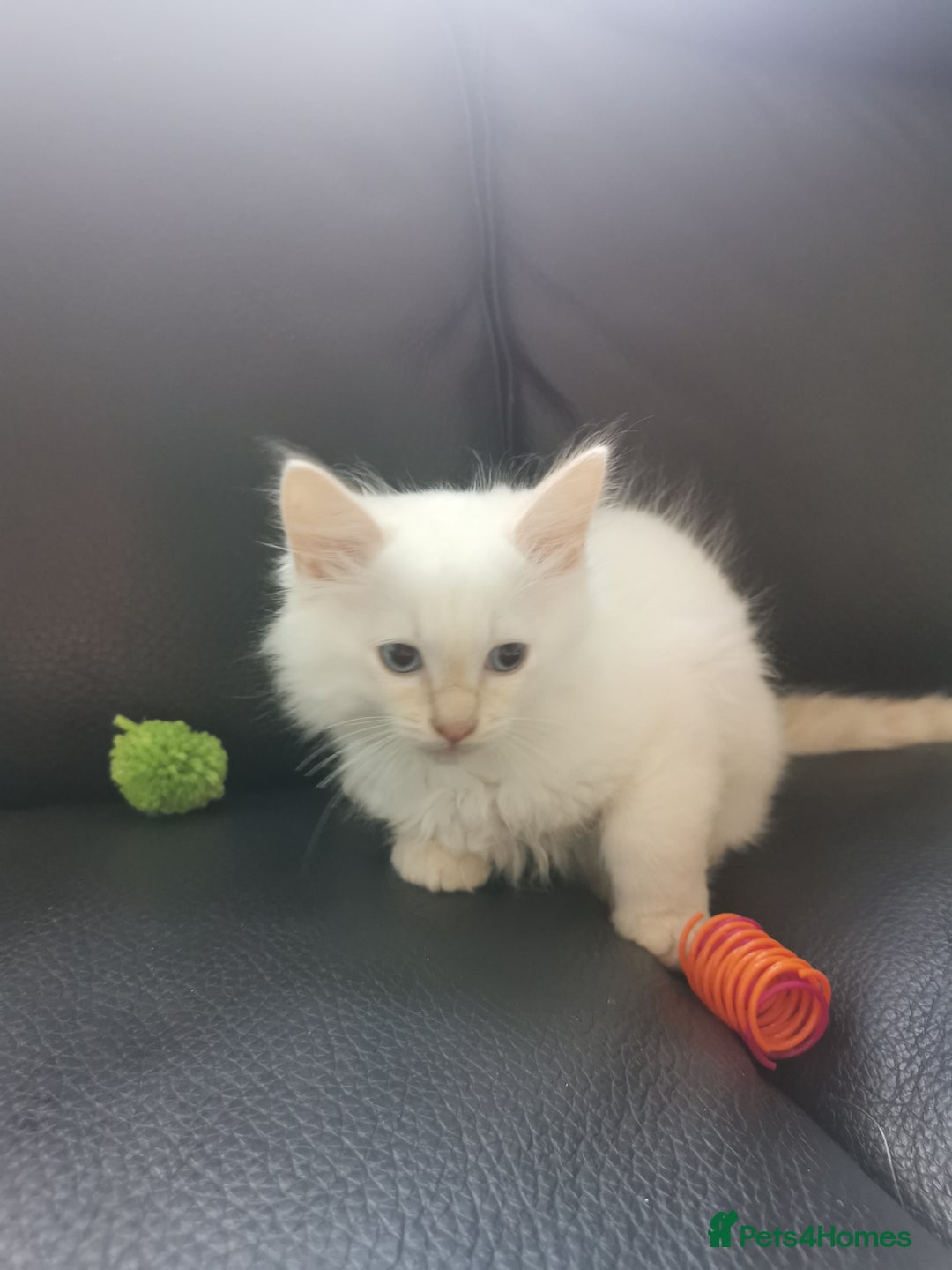 Ragdoll cats for sale: Pure breed health tested ragdoll kittens  - Image 4