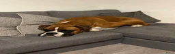 Boxer dogs for sale: Beautiful Boxer Dog - Advert 2