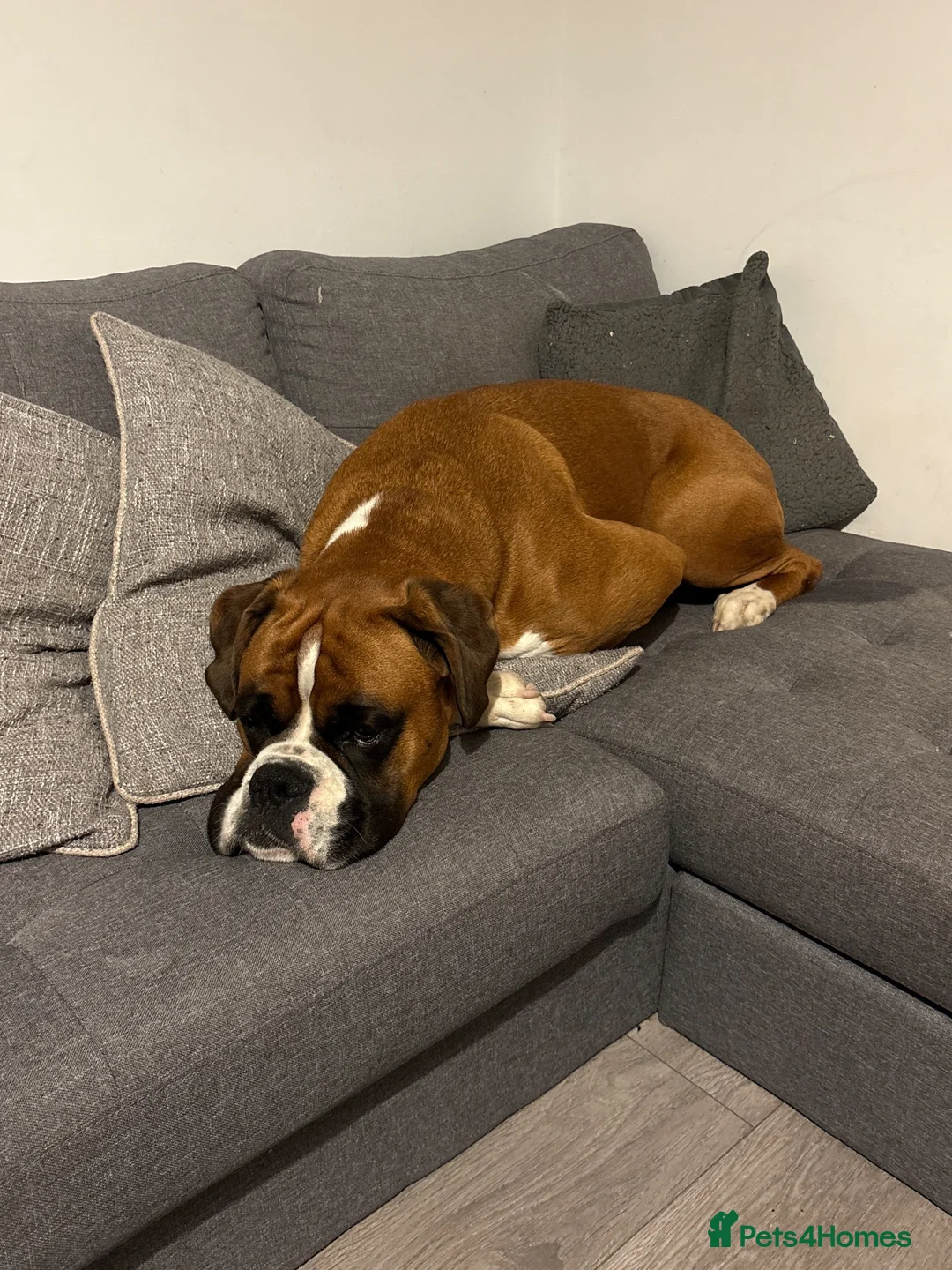 Boxer dogs for sale: Beautiful Boxer Dog - Advert 2