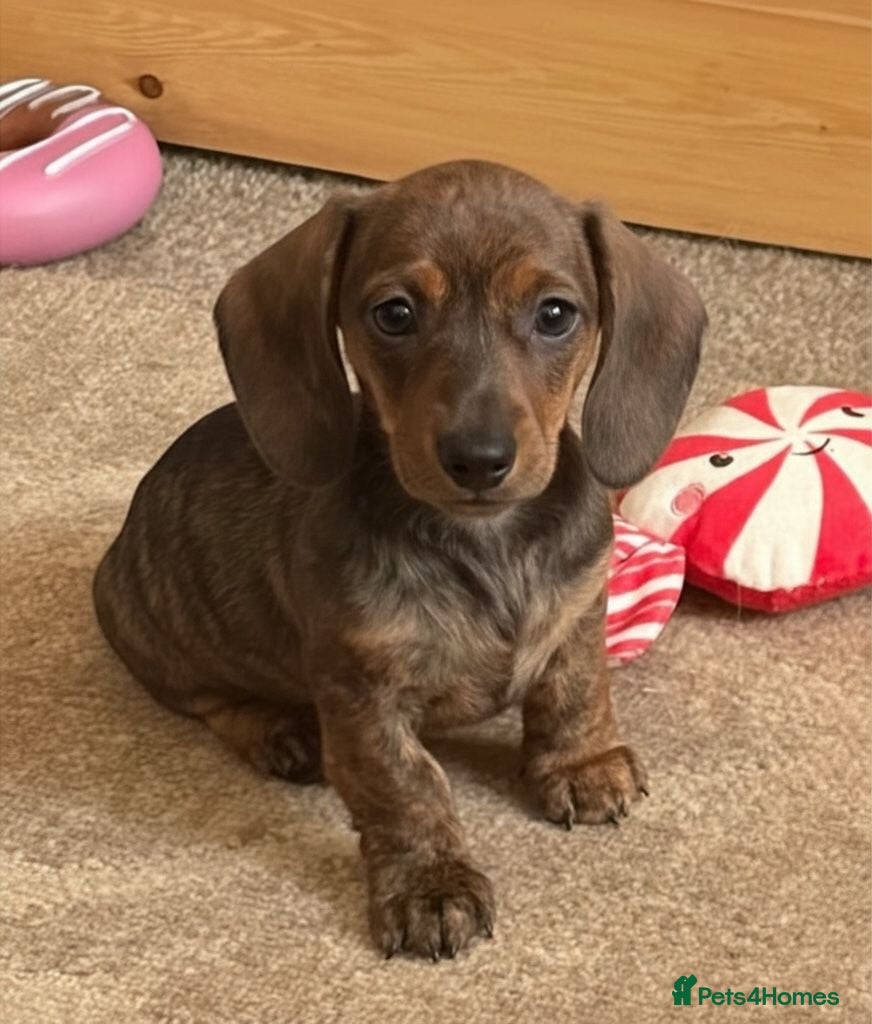 Miniature Dachshund dogs Show quality PRA CLEAR mini dachshunds  - Advert 2