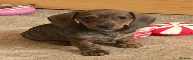 Miniature Dachshund Puppy 4