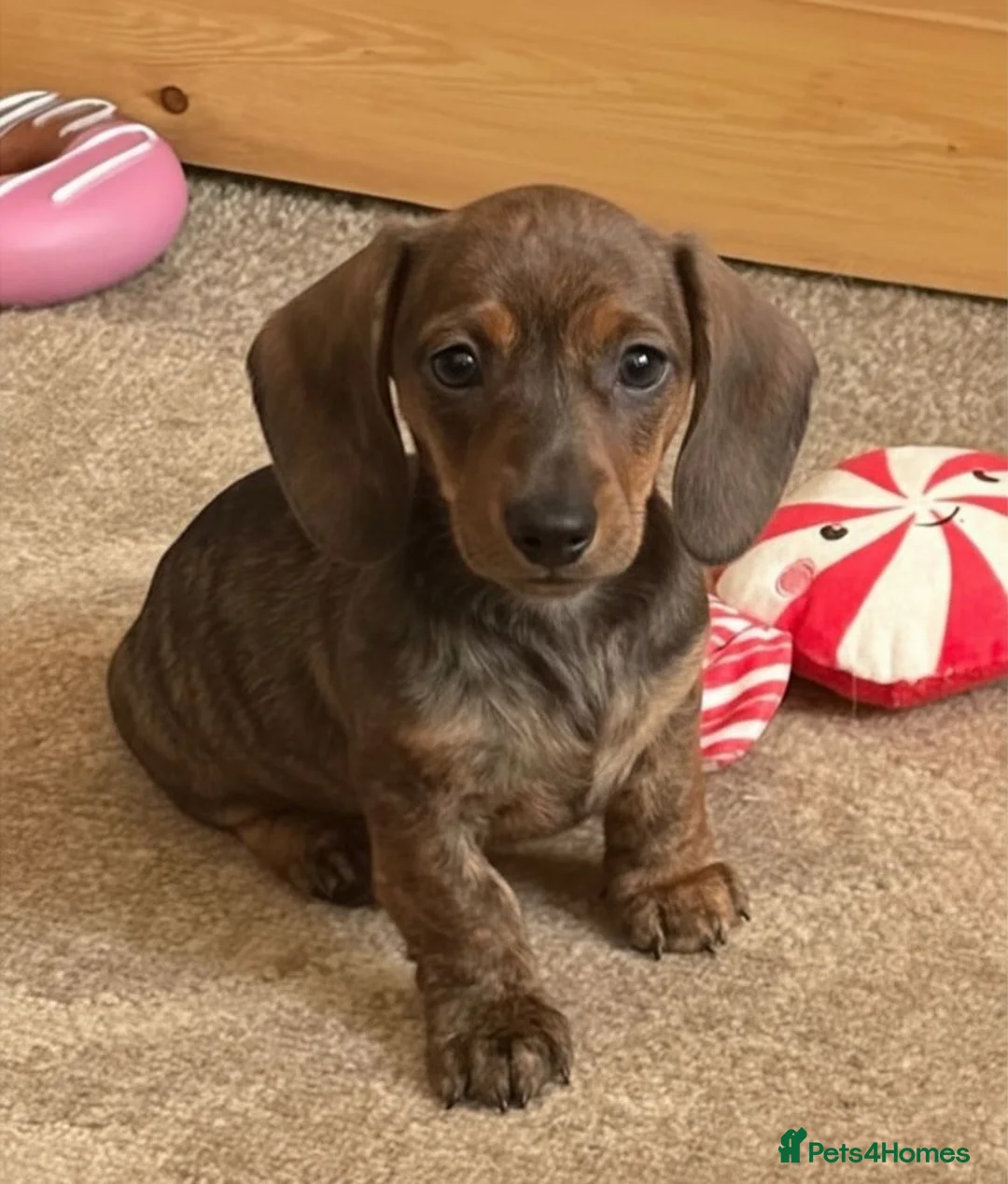 Miniature Dachshund dogs for sale: Show quality PRA CLEAR mini dachshunds  - Advert 2