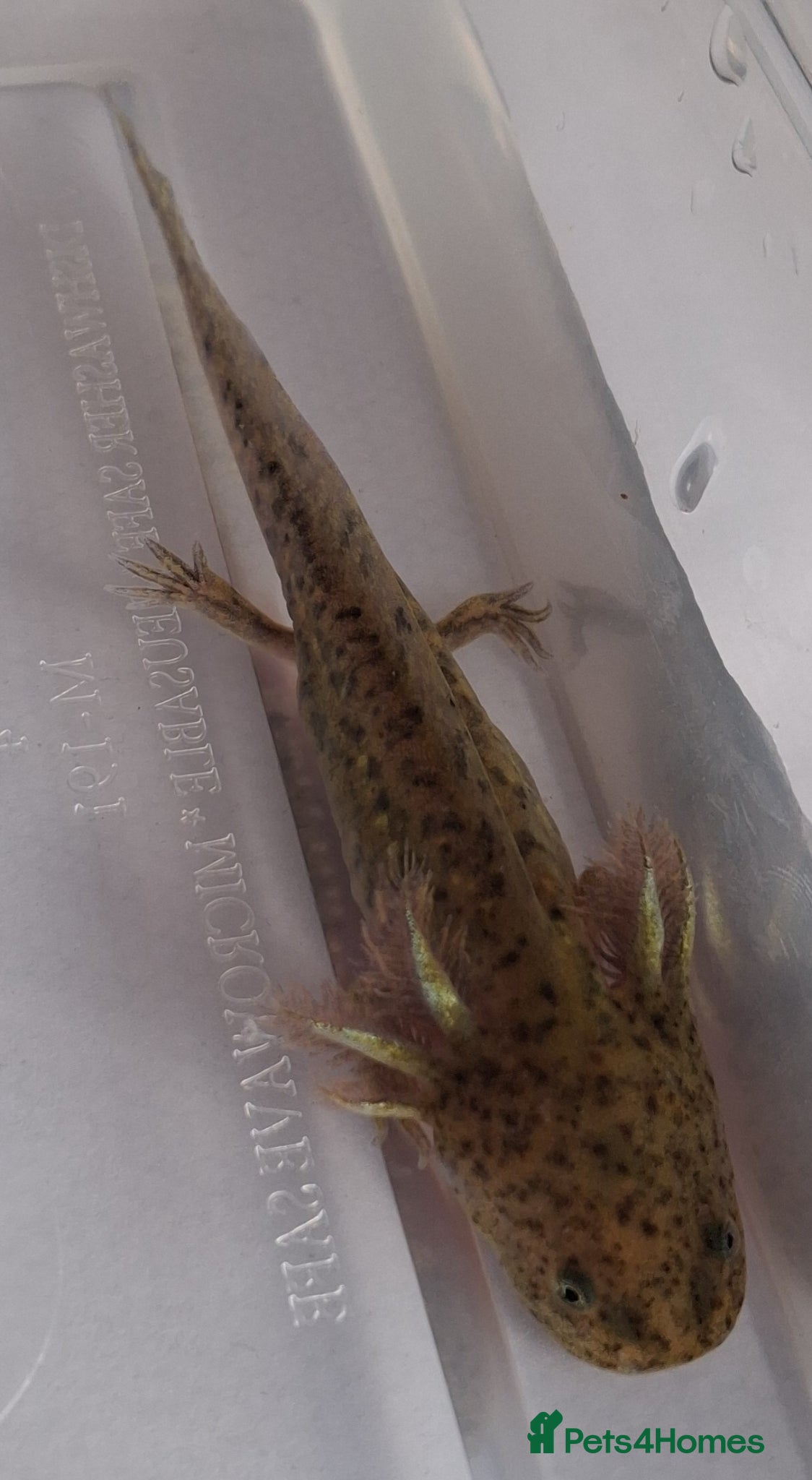 Axolotl reptiles Baby axolotls for sale - Advert 1