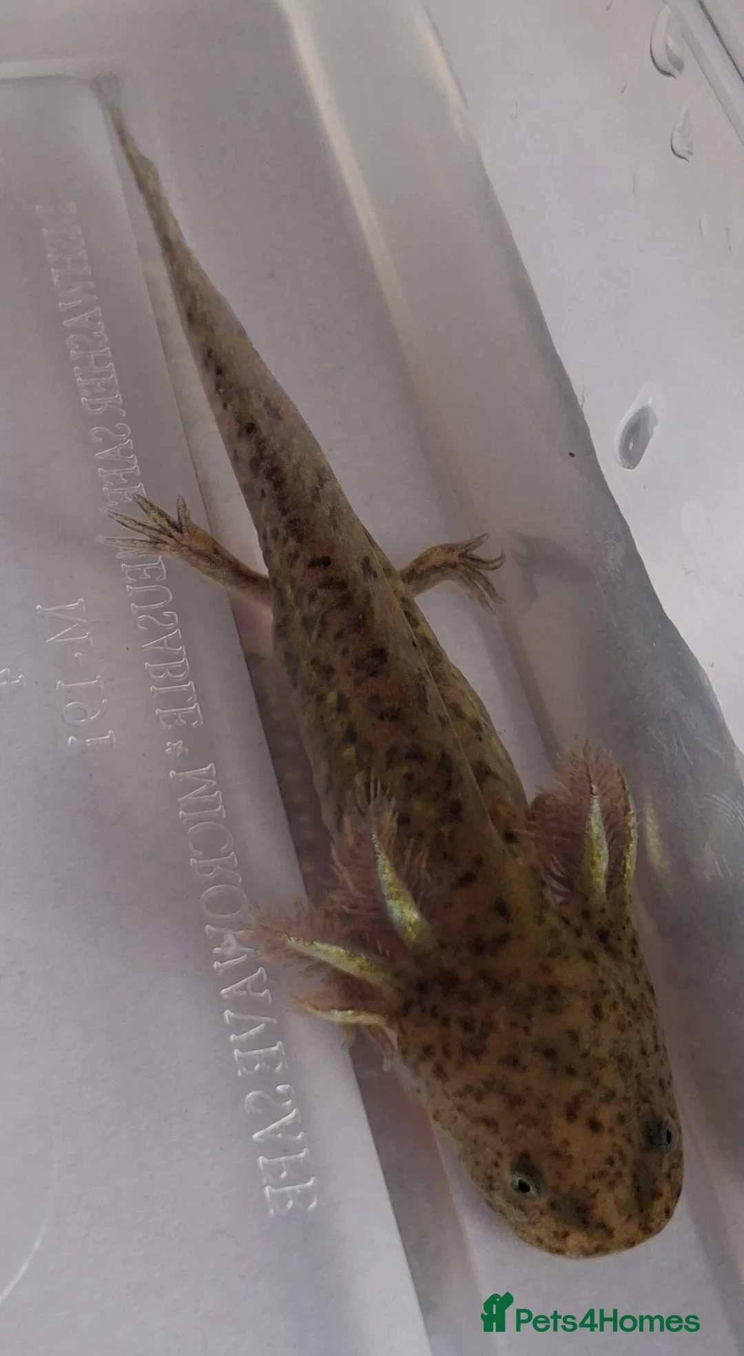 Axolotl reptiles for sale: Baby axolotls for sale in Cinderford - Advert 1