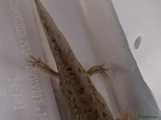 Axolotl reptiles Baby axolotls for sale - Advert 1