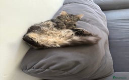 Domestic Shorthair cats for sale: Beautiful puddle of fluff - Image 5