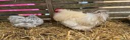 Chickens poultry for sale: Pekin Bantams, Chicks, Growers, Point of Lay, Hens - Advert 7