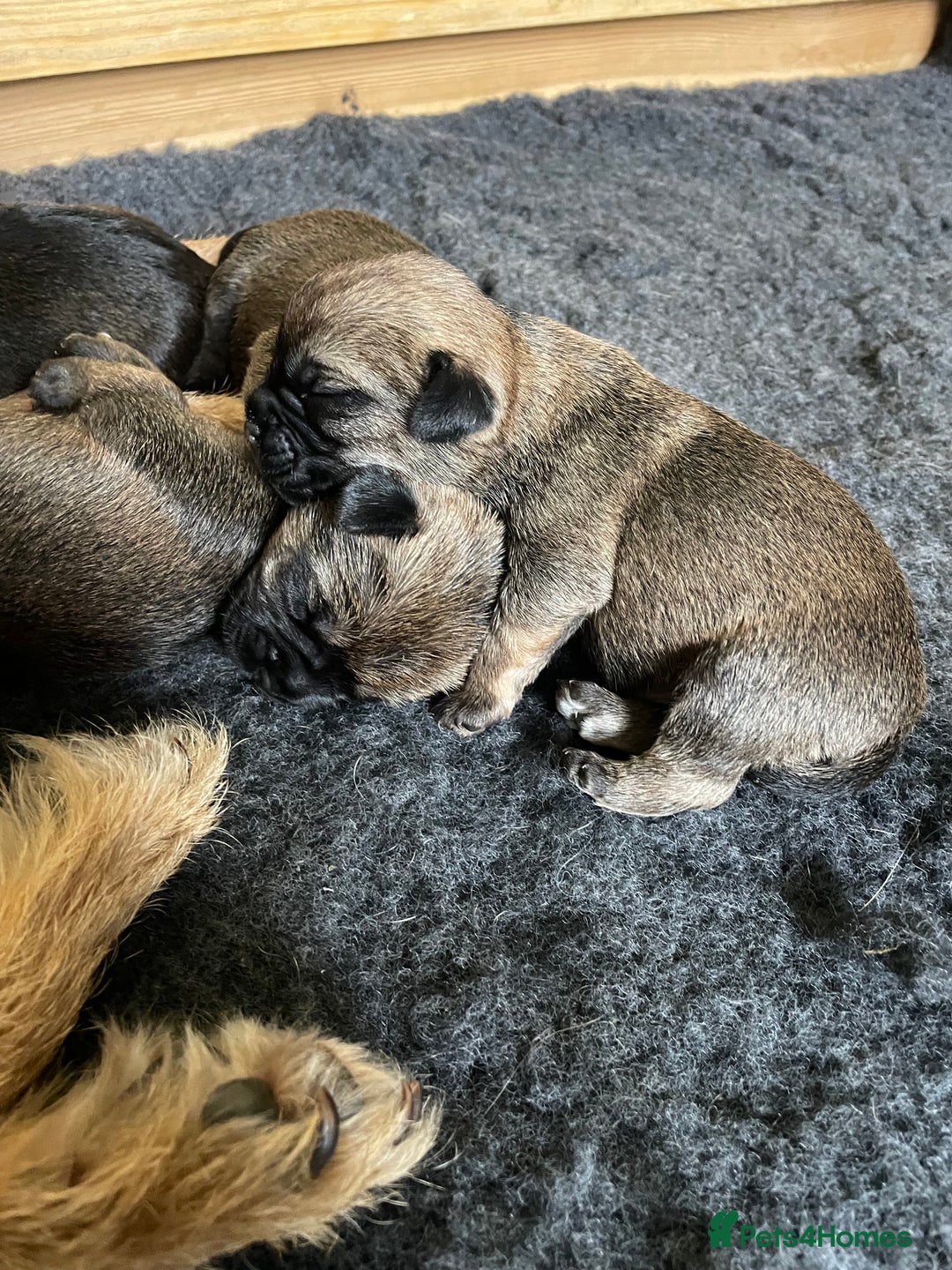 Border Terrier dogs for sale: KC Registered Border Terriers - Image 4