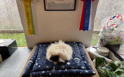 Guinea Pig rodents for sale: Older boar’s and baby Alpaca Texel and merino  - Image 3