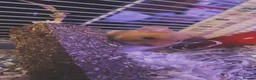 Hamster rodents for sale: Need gone asap  - Advert 4