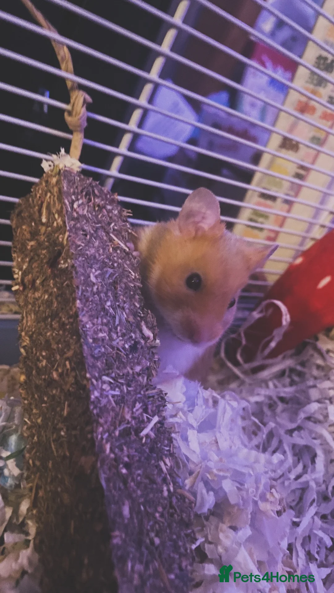 Hamster rodents for sale: Need gone asap  - Advert 4